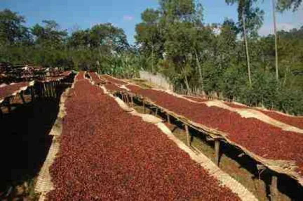 Bild: Äthiopische Kaffee-Rarität bei Maskal - fine coffee company - „Yirgacheffe special“, aus dem Tal des Nebels