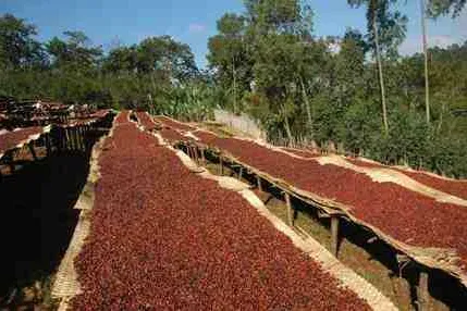 Bild: Äthiopische Kaffee-Rarität bei Maskal - fine coffee company - „Yirgacheffe special“, aus dem Tal des Nebels
