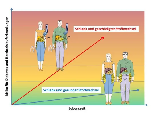 Schlank und dennoch ein hohes Risiko für Diabetes und Herz-Kreislauferkrankungen Bild: Schlank und dennoch ein hohes Risiko für Diabetes und Herz-Kreislauferkrankungen