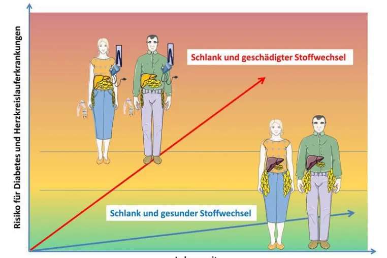 Bild: Schlank und dennoch ein hohes Risiko für Diabetes und Herz-Kreislauferkrankungen