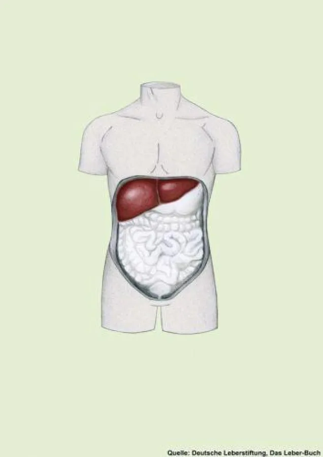 Deutsche Leberstiftung, Das Leber-Buch