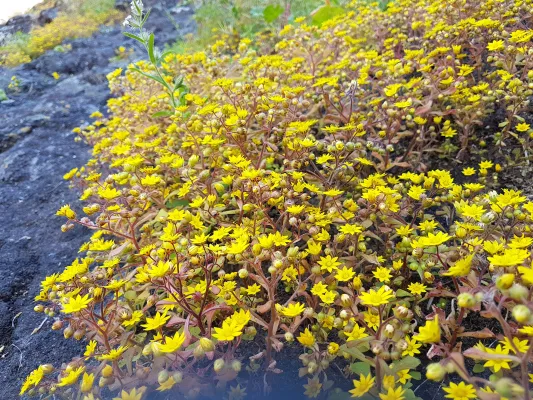 Partnerwahl: Wie gesellschaftliche Trends die Partnervielfalt beeinflussen Bild: Partnerwahl: Wie gesellschaftliche Trends die Partnervielfalt beeinflussen