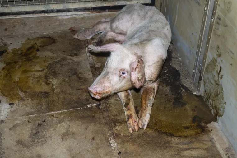 Bild: Skrupelloser Schweinemäster vor Gericht: Versteckte Aufnahmen belegen Tierquälerei - Demo am 01.08.2022 