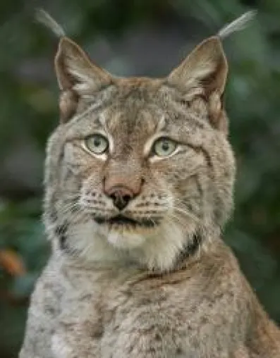 Bild: Sibirischer Luchs im Kauflux.de-Team. Der Online-Marktplatz übernimmt Tierpatenschaft im Zoo Wuppertal.