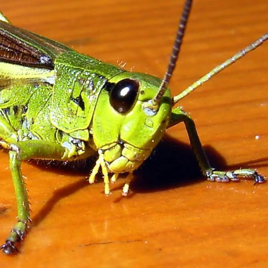 Grille, Schnecke, Blaue Fee ? Fuchs und Kater?