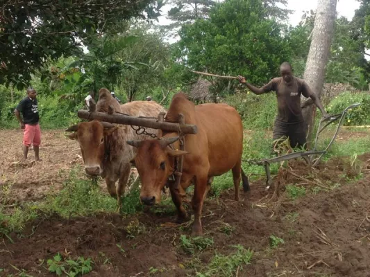Bild: "Antelope perfume" keeps flies away from cows