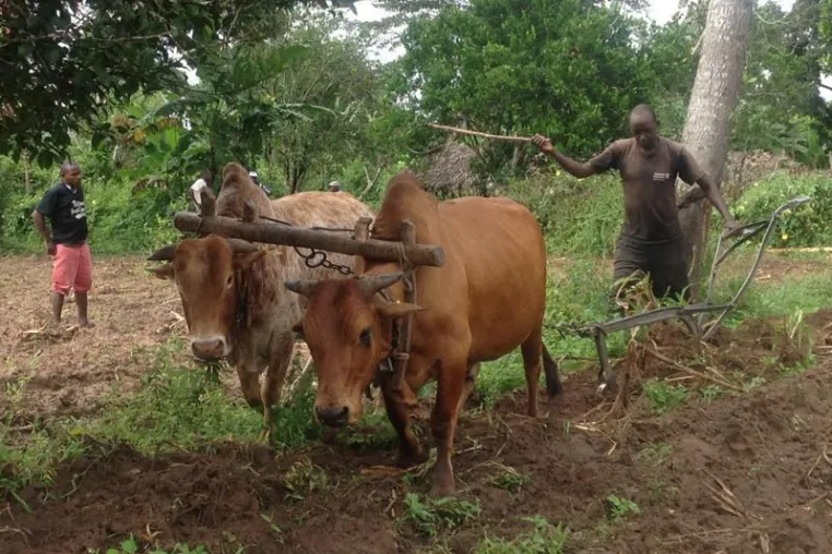 "Antelope perfume" keeps flies away from cows Bild: "Antelope perfume" keeps flies away from cows