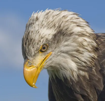 Bild: 2-tägiges Fotoseminar „Vogelfotografie“ im Vogelpark Marlow mit der Fotoschule des Sehens