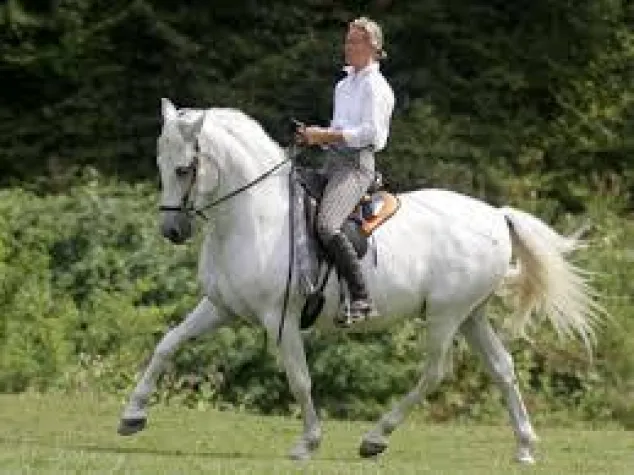 Bild: Gebisslos Reiten mit dem Original LG- Zaum