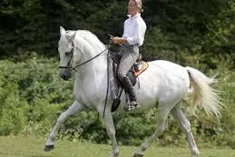 Bild: Gebisslos Reiten mit dem Original LG- Zaum
