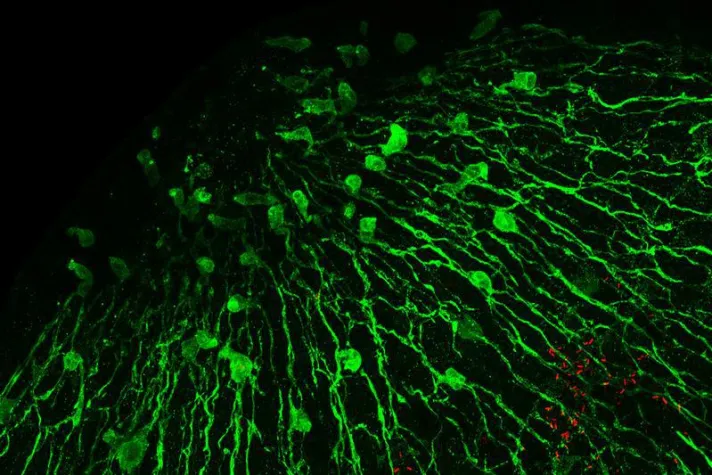 Bild: Nerves control the body’s bacterial community