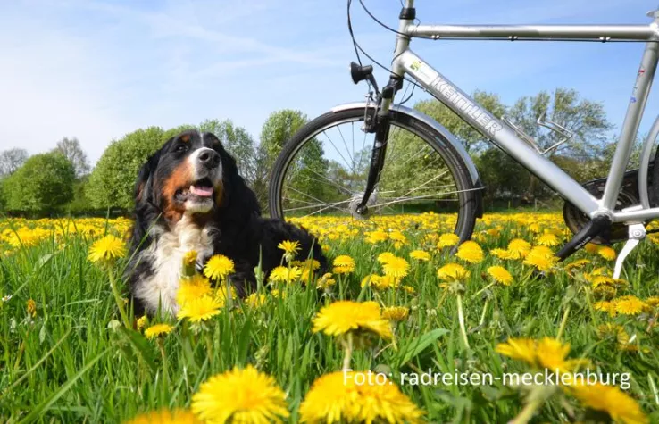 Bild: Radreisen mit Hund - Fahrradurlaub in Mecklenburg