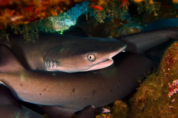 Bild: Haie und Rochen profitieren von Klima-Erwärmung – nicht aber von CO2 in den Meeren