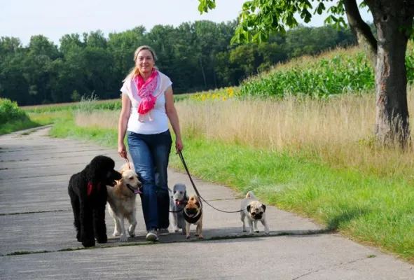 Bild: Wenn es heiß wird im Sommer - Tipps für Hundehalter