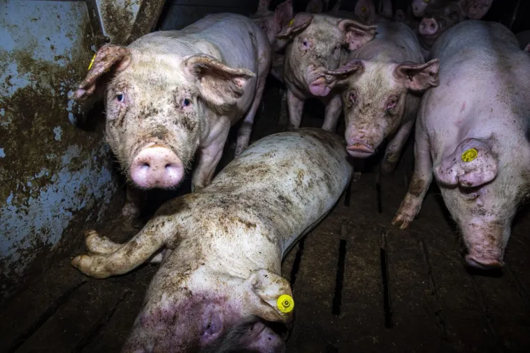 Massive Tierquälerei bei Westfleisch-Zulieferbetrieben aufgedeckt- Videos zeigen kranke und verletzte Schweine Bild: Massive Tierquälerei bei Westfleisch-Zulieferbetrieben aufgedeckt- Videos zeigen kranke und verletzte Schweine