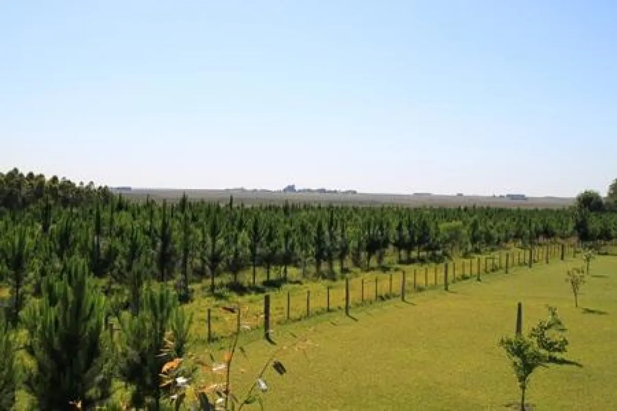 Blick über die Miller-Aufforstung auf der Estancia Curuzu, südlich von Villarrica in Paraguay.