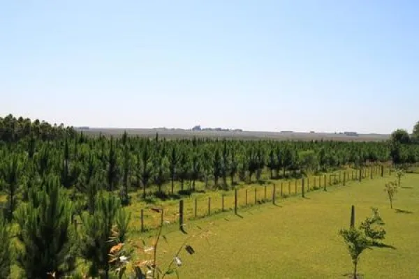 Bild: Wald erleben: Miller Forest bietet Inforeise nach Paraguay
