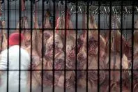 Bild: Corona: Immer mehr Schlachthöfe betroffen - Tierrechtler*innen fordern Schließung