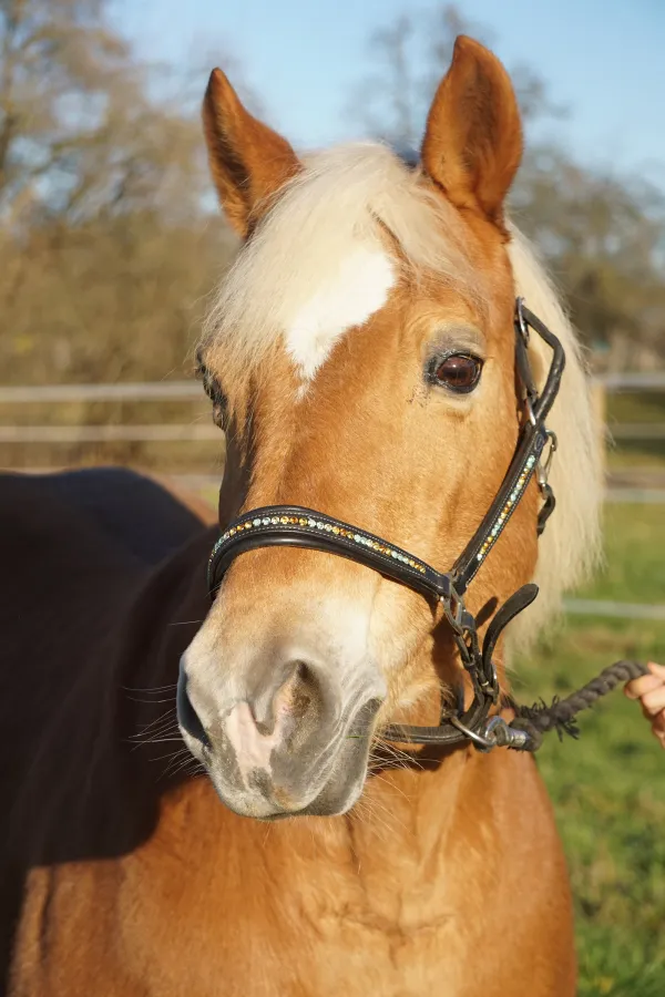 Auch Stute Emily soll versteigert werden