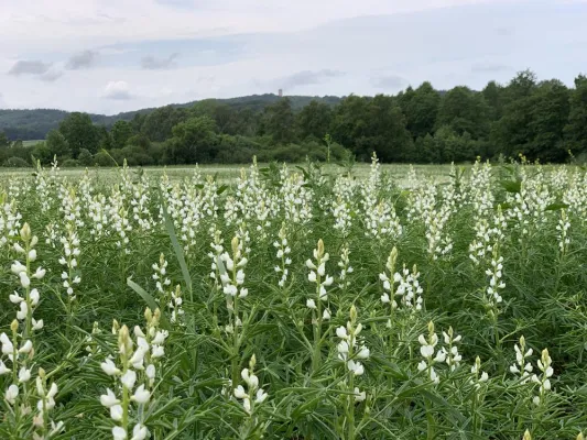 Bild: Weltvegantag 2019: Zum Wohle von Kuh, Mensch und Erde auf pflanzliche Alternativen setzen