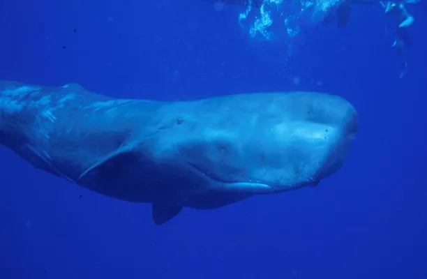 Bild: Erfolg gegen japanische Walfänger