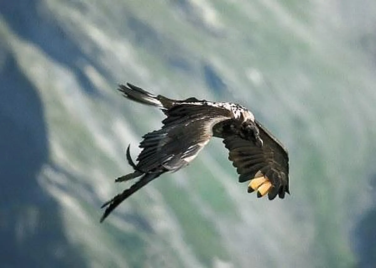Bartgeier sind meisterhafte Flieger. Mit einer Flügelspannweite von bis zu drei Metern zählen sie zu