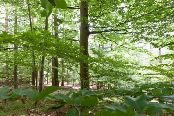 Tag des Waldes: Der Wald als letzte Ruhestätte – Wie FriedWald zur nachhaltigen Waldbewirtschaftung beiträgt Bild: Tag des Waldes: Der Wald als letzte Ruhestätte – Wie FriedWald zur nachhaltigen Waldbewirtschaftung beiträgt