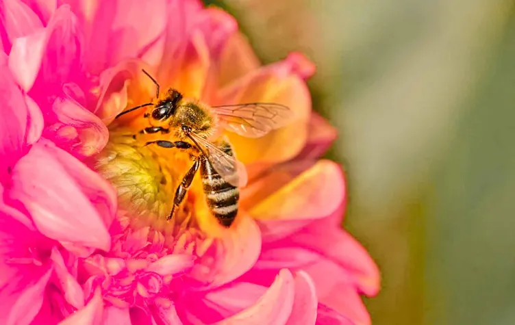 Bild: natürlicher Immunbooster aus Neuseeland