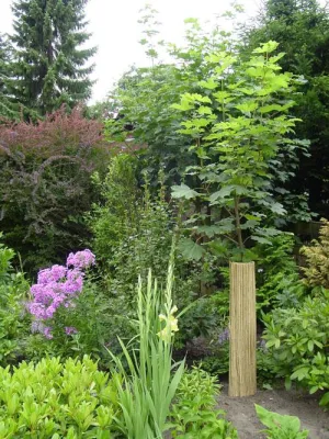 Bild: Schilfmatten bieten wirksamen Schutz für die Baumrinde