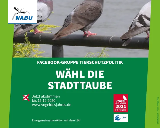30 Tage erfolgreicher Wahlkampf für die Stadttaube Bild: 30 Tage erfolgreicher Wahlkampf für die Stadttaube