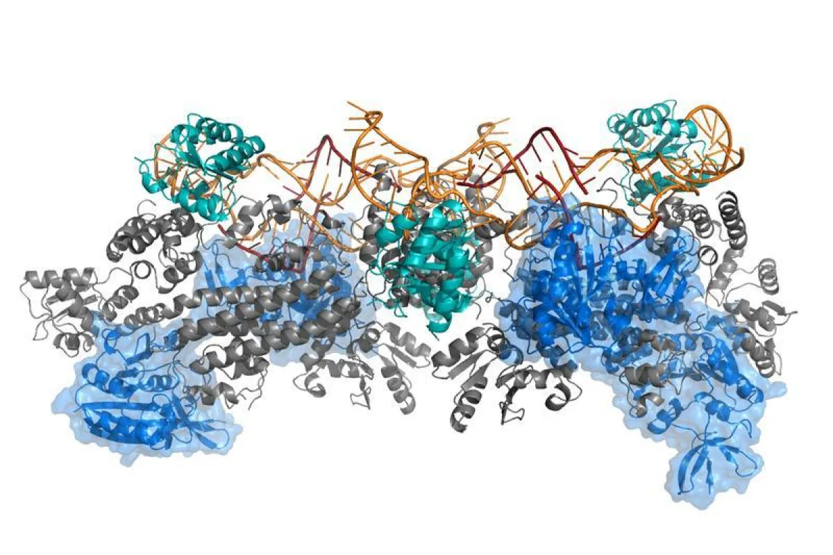 Beispiel für eine komplexe Proteinstruktur, die mit dem M3 Framework berechnet wurde: das Box C/D-Enzym zur RNA-Methylierung. (HZI/Karaca et al. 2017)