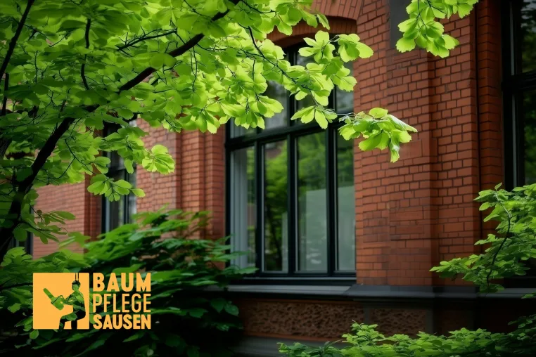 Bild: Abgestimmter Form- und Pflegeschnitt der Baumpflege Sausen aus Hamburg für Bäume jeden Alters
