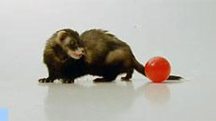 Bild: Aktuelle Tier-Nachrichten.