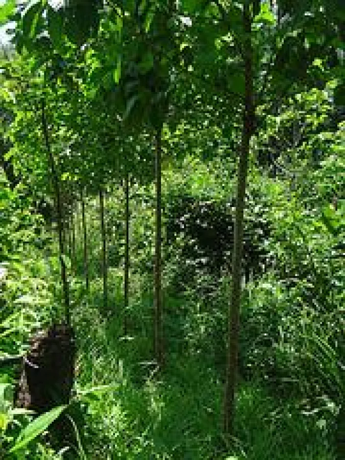 Ein nachhaltiger ForestFinance-Forst