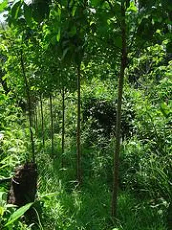 Bild: ForestFinance für Utopia-Award 2010 nominiert