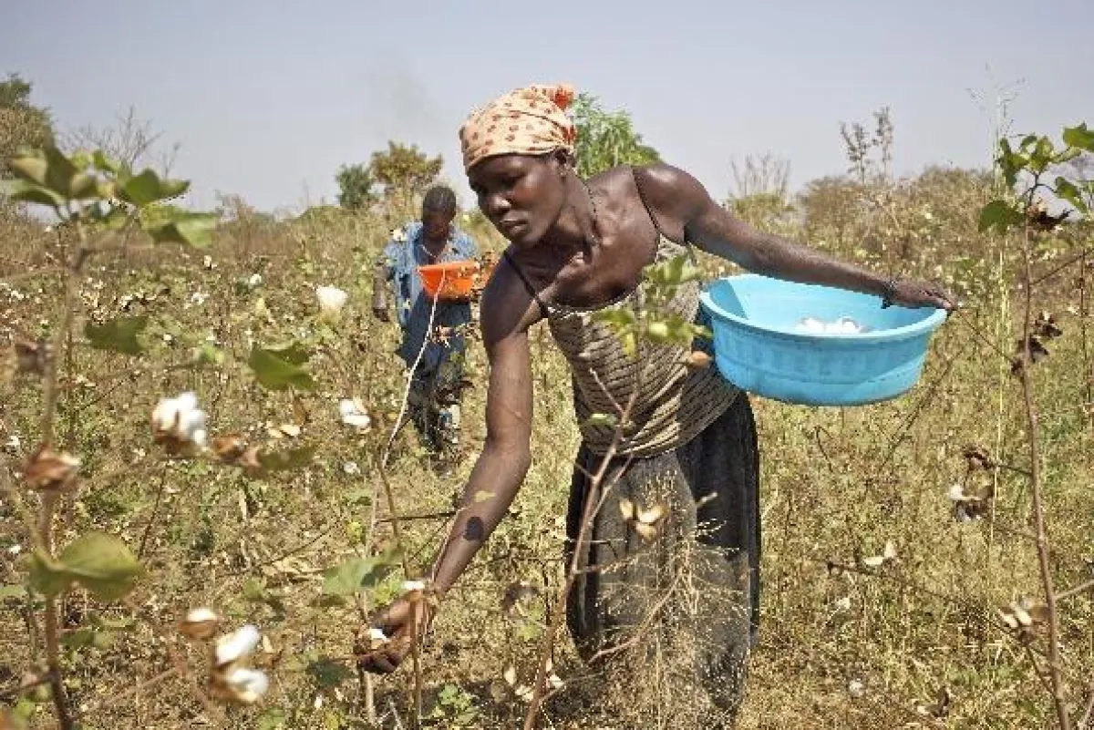 Ernte im Cotonea-Bio-Baumwoll-Projekt Uganda