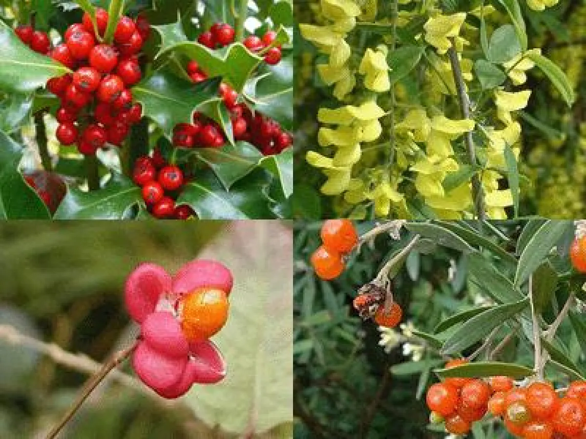 Diese vier Giftpflanzen haben Spieplatzverbot