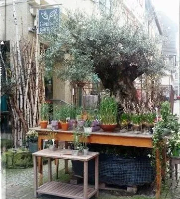 Bild: Ein 300 Jahre alter Olivenbaum neben dem Gottlieb Daimler Geburtshaus.