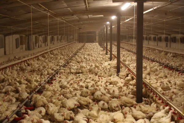 Bild: ALDI beendet nicht die Massentierhaltung - Deutsches Tierschutzbüro kritisiert die "Initiative Tierwohl" 