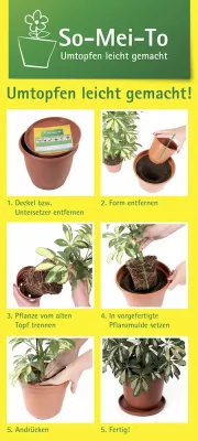 Umtopfen leicht gemacht Bild: Umtopfen leicht gemacht