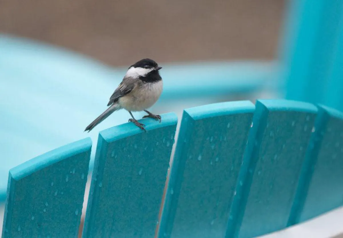 Outdoorholzmöbel aus Polywood von Casa Bruno- nachhaltig und trendig