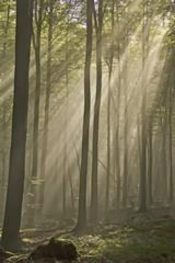 Licht im Wald. Bild: Dr. C. Fried