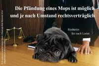 Bild: Mops gepfändet und verkauft - Shitstorm heftig