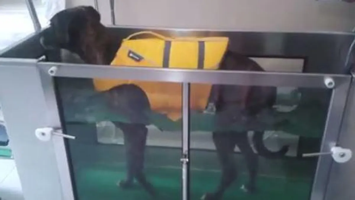 Training auf dem Unterwasserlaufband