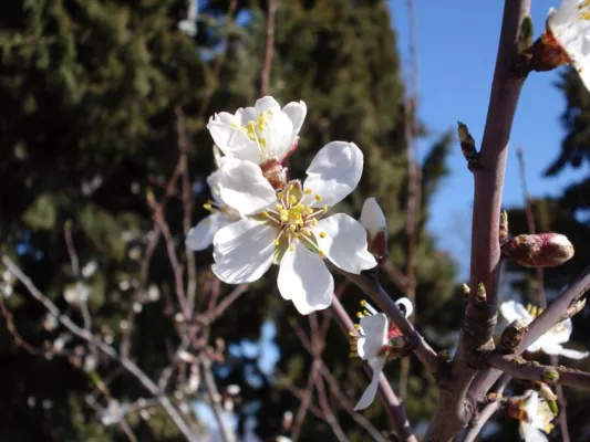 Bild: Frühlingserwachen an der Adria: Die Hotspots in Zartrosa und Rosarot