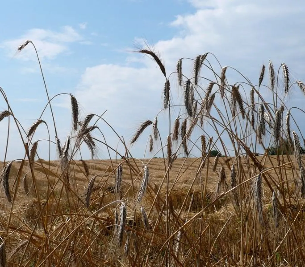 Getreide (Foto: Proplanta)