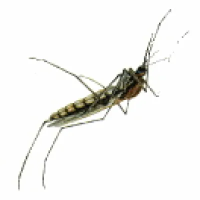 Mückenplage in Deutschland: So werden Sie die Biester umweltfreundlich los Bild: Mückenplage in Deutschland: So werden Sie die Biester umweltfreundlich los