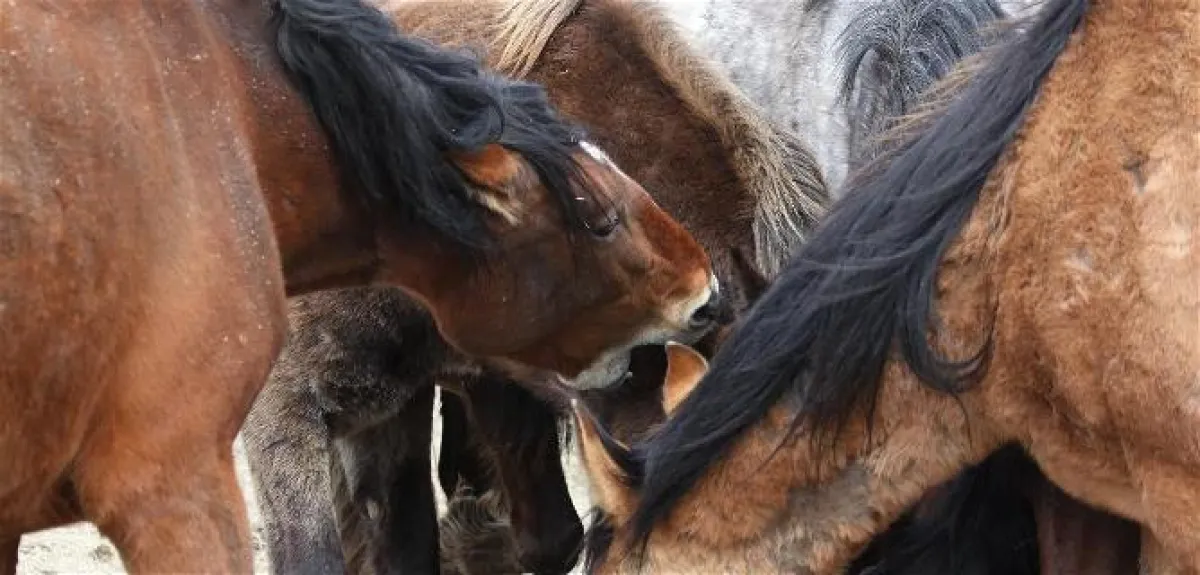 Pferdeverhaltenstherapeut werden c EPA