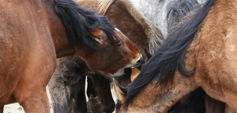 Bild: Pferdeverhaltenstheraeput (EPA) werden