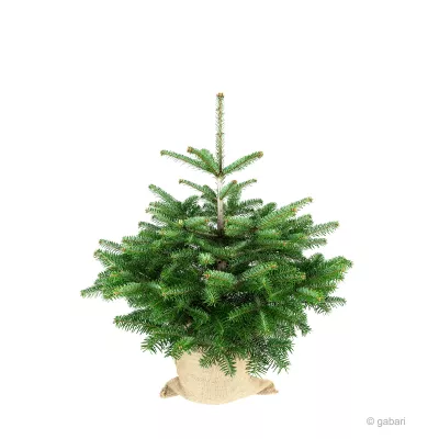 Bild: Plastikbaum zum Weihnachtsfest? Es gibt bessere Alternativen für das gute Gewissen in der Weihnachtszeit.